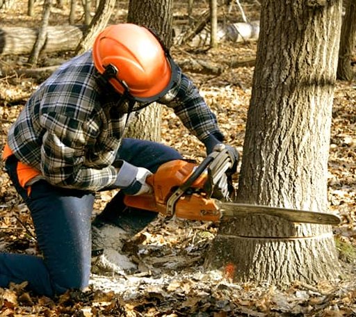 Tree Removal in Thurman, OH